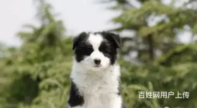 承德边牧怎么卖 家养边牧 疫苗齐全 - 图片 7