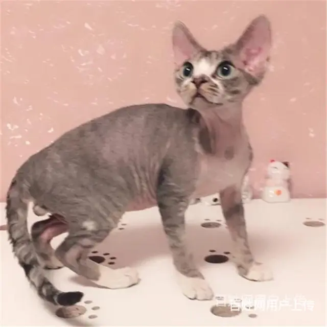 枣庄纯种双血统无毛猫怎么卖 - 图片 1