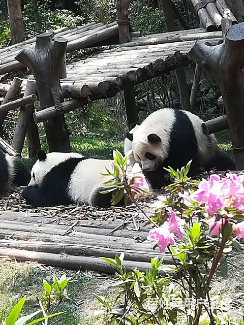 征婚 - 图片