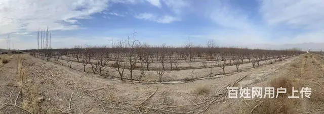 B个人一和静县乌兰尕扎村枣树地对外承包 - 图片 3