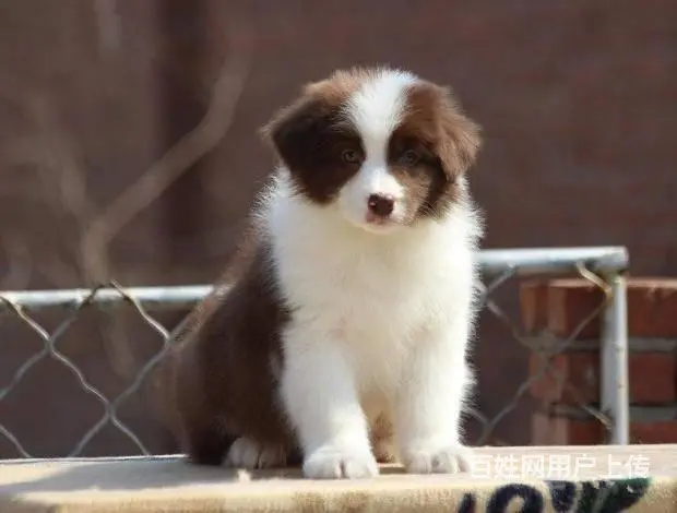 纯种边境牧羊犬哪里可以买到、边境牧羊犬幼犬多少钱一 - 图片 5