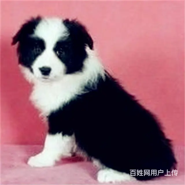 徐州边牧活体购宠中心电话地址 - 图片 12