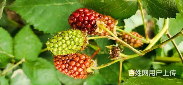 岚山中楼黑莓种植基地 - 图片 10