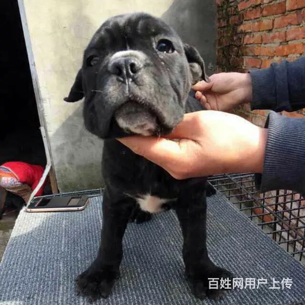 辽阳好的卡斯罗哪里有卖，好的卡斯罗如何挑选 - 图片 12
