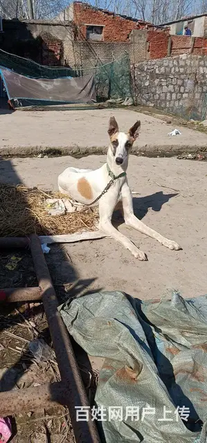 出售好猎犬 - 图片
