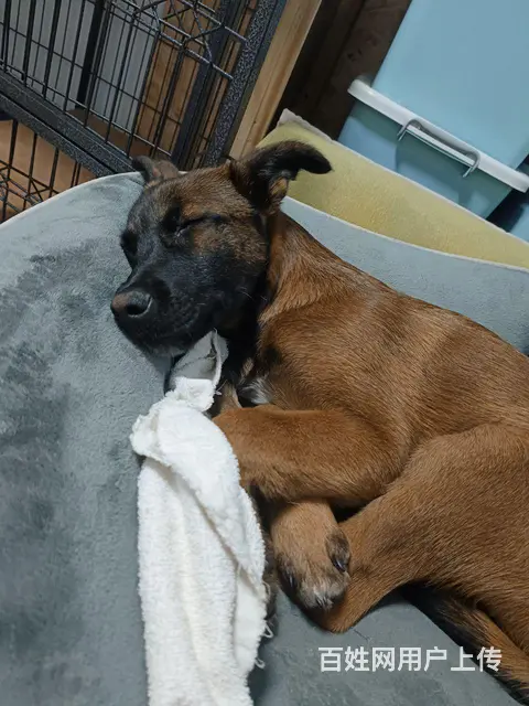 5个半月马犬出售 - 图片 4