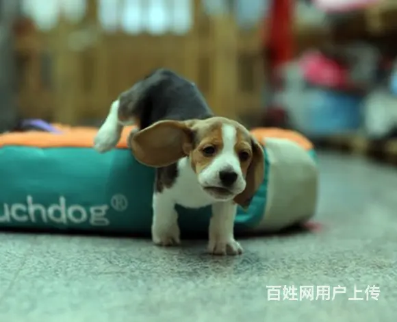 六安哪儿有纯种比格犬出售，纯种比格犬价位表 - 图片 1