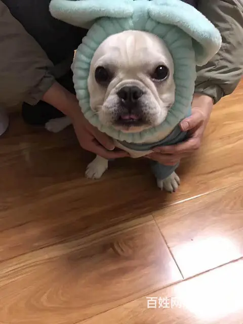天门本地法斗犬舍，本地法斗在哪里 - 图片 4