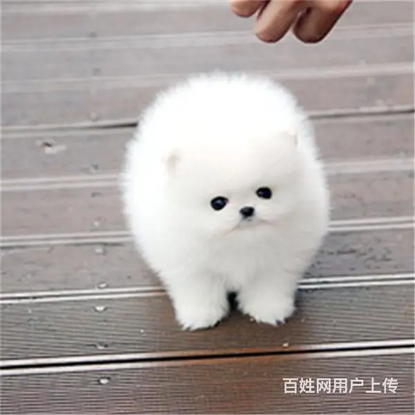 文昌本地博美犬舍在哪儿▲本地博美养殖基地 - 图片 4
