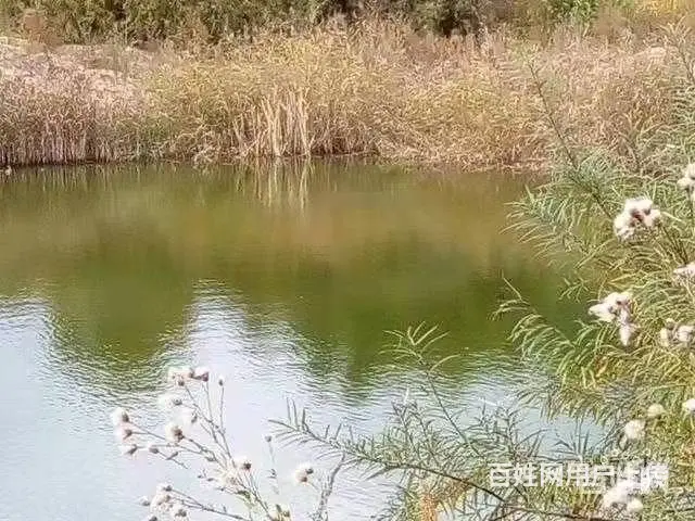 北大岭里面(原铁路青年点)养殖场 - 图片 4