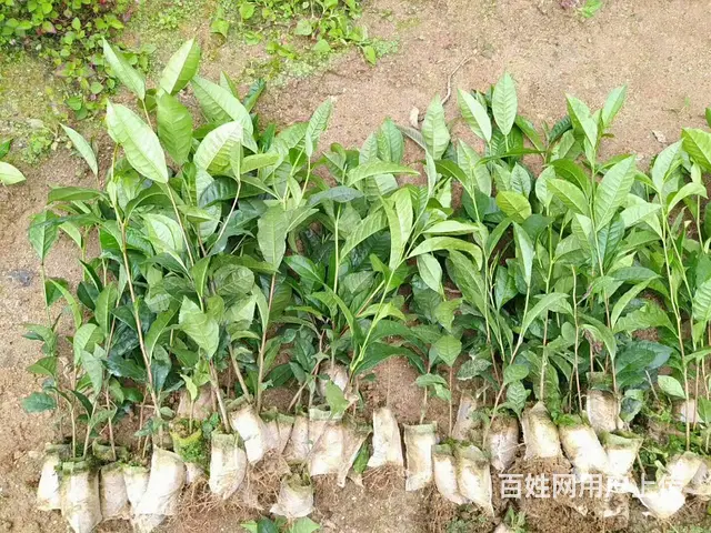 六堡群体种茶叶苗、梧州六堡茶苗供应 - 图片 3