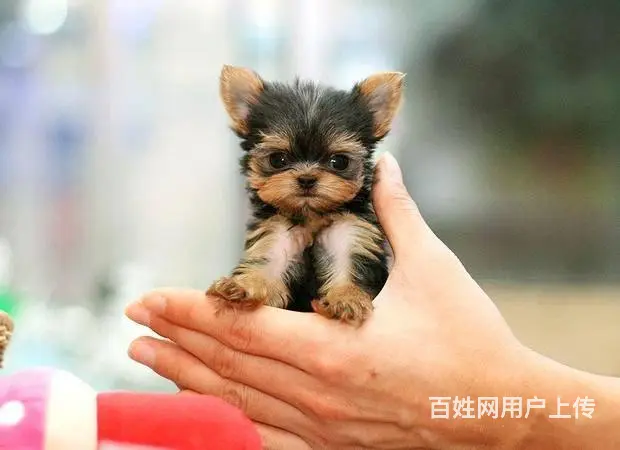 广州买狗首选推荐 正规犬舍 纯种约克夏犬多只待售 - 图片 5