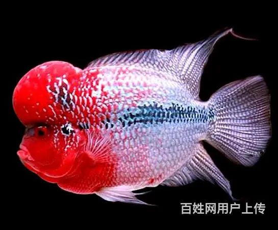 仙桃出售泰国进口精品罗汉鱼一手货源，送货上门 - 图片 5