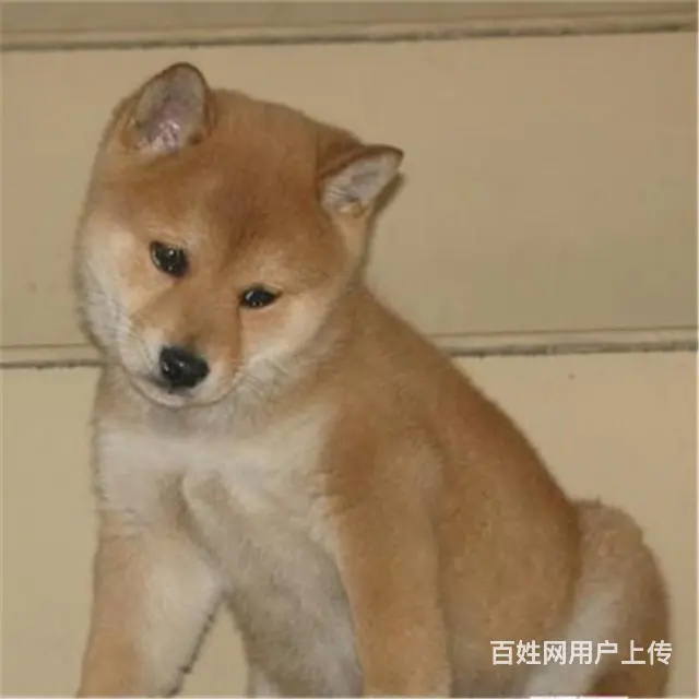 平顶山血统秋田犬哪里有卖，血统秋田犬一般多少钱 - 图片 1