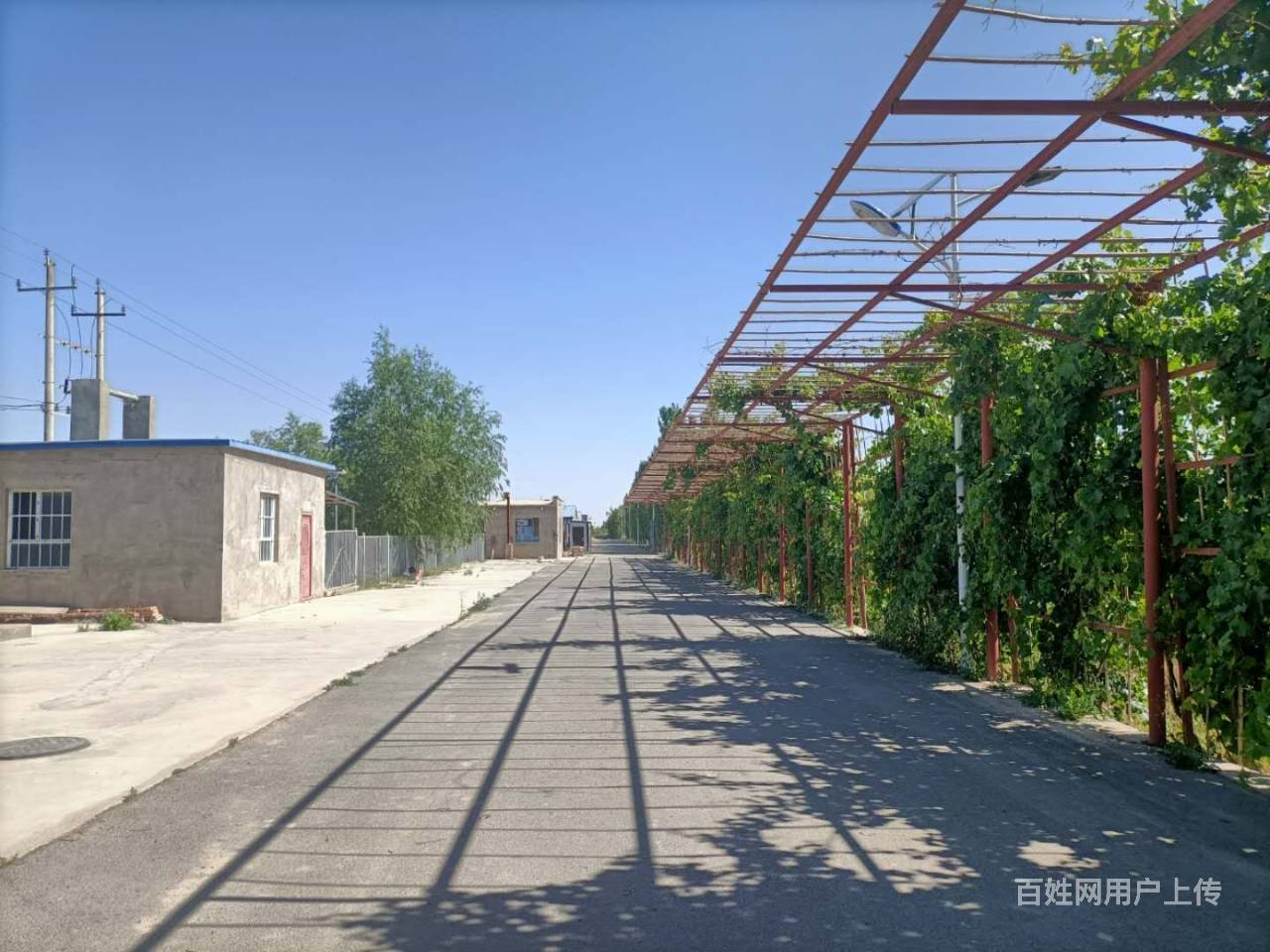 《爆铺网》b个人一尉犁县兴平乡国防公路两侧梨园出售