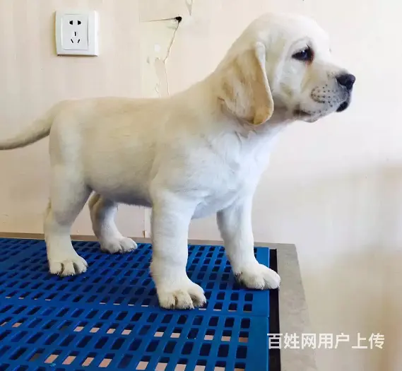 本地犬舍出售拉布拉多幼犬 签协议质保3个月健康 - 图片 6