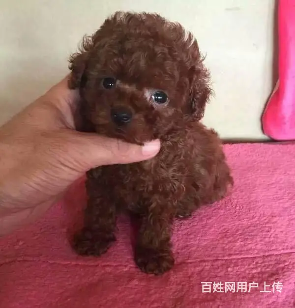 北京哪里有卖泰迪熊 如何挑选泰迪熊 - 图片 1