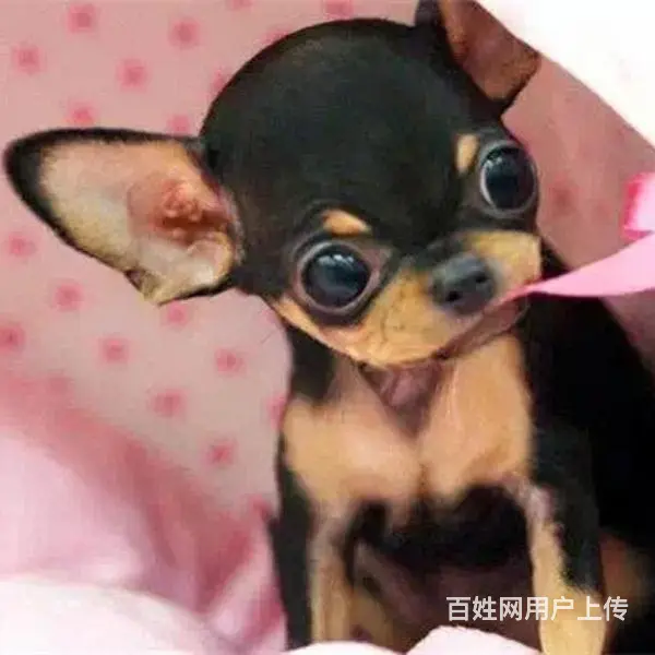 长春上哪里买吉娃娃比较好，上哪里可以买到吉娃娃 - 图片 3