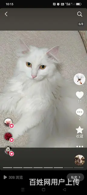 【搞定了！】健康猫咪粘人狮子猫 - 图片 6