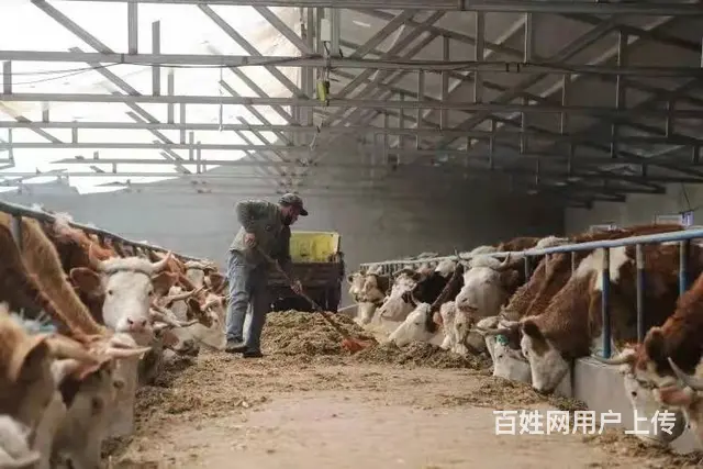 澳门长期招聘钢筋工木工瓦工油漆工 - 图片 1