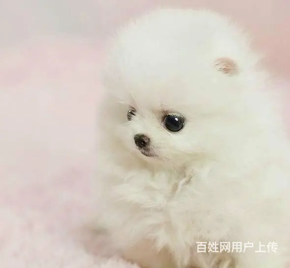黄色炸毛博美犬精品小俊介哪里卖博美出售博美价格 - 图片 5