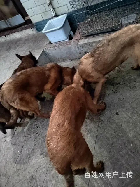 自家养殖马犬出售 - 图片