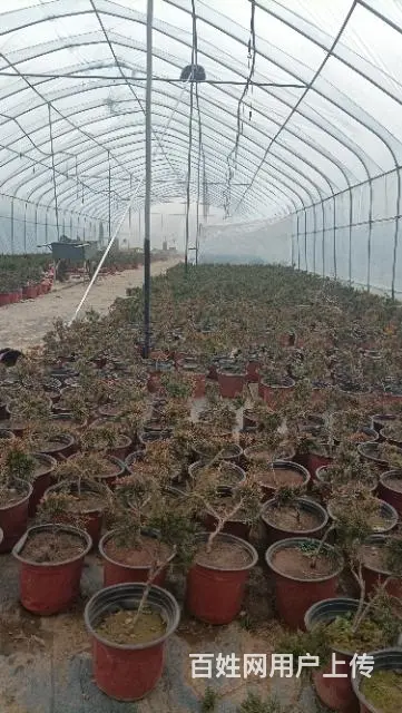 盆景园出售，转让 - 图片 3