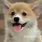 渭南柯基市场价位柯基一般多少钱呢