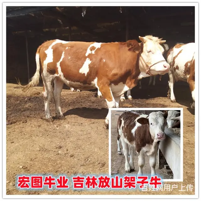 400至500斤 西门塔尔小母牛 多少一头 - 图片 1