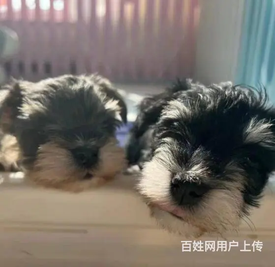 纯种雪纳瑞幼犬小狗 可爱椒盐雪纳瑞 身体健康找新家 - 图片 11