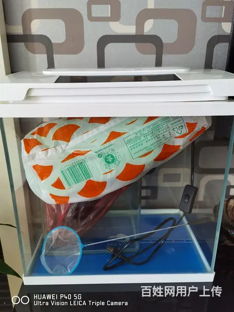【搞定了！】小水族箱全套都带着 - 图片