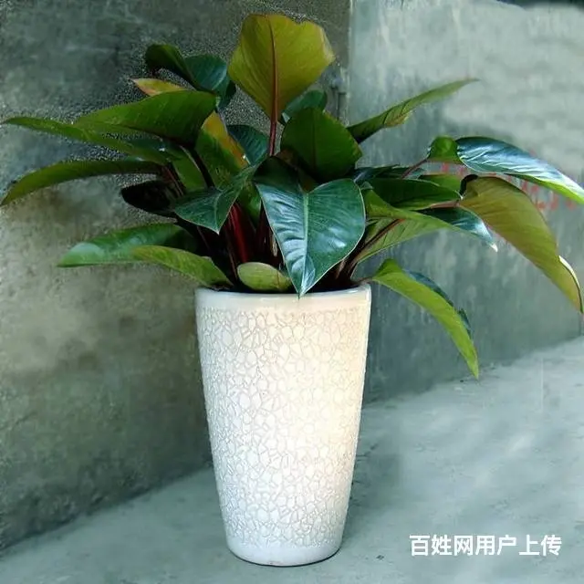 盆栽花卉租赁公司租花 - 图片 3
