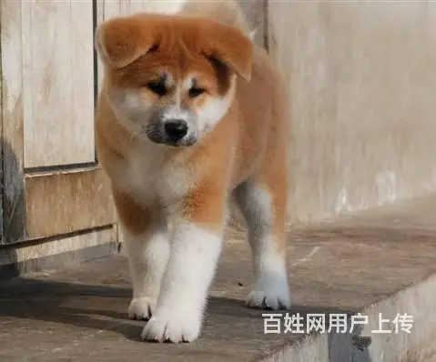 纯种秋田犬幼犬 纯种保证 保证健康 已疫苗 - 图片 7