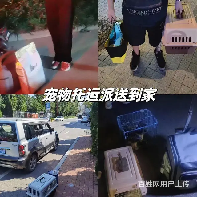 林芝市宠物托运（猫狗）邮寄快递（2023今日 推荐运输 - 图片 3