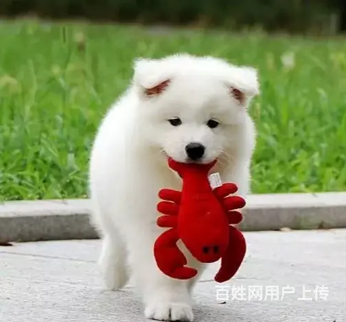 承德萨摩怎么卖 家养萨摩 保纯种健康 - 图片 5