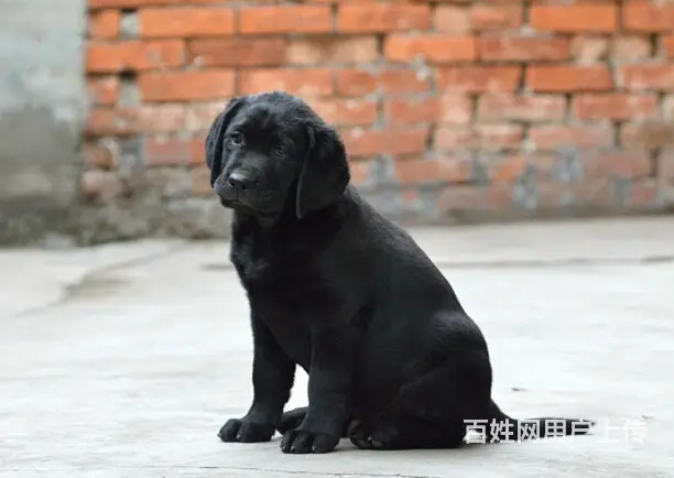 承德地区纯种拉布拉多幼犬 头版足骨量大 血统纯正 - 图片 6
