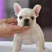 【货到付款】毕节斗牛犬多少钱一只斗牛好养活吗？