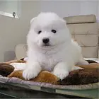 阜阳【*推荐】萨摩耶犬舍‖萨摩耶养殖场