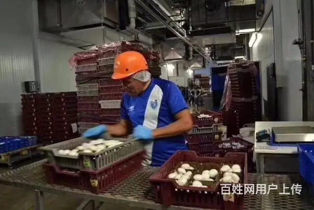 澳洲/美国/聘建筑技工/普工年薪60/70 - 图片 4