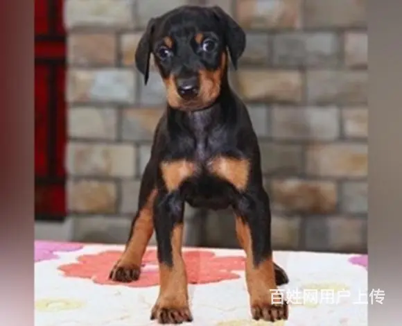 滨州正规杜宾犬舍地点联系方式 - 图片 9