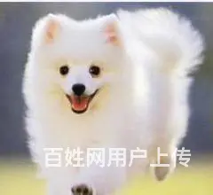 银狐犬 纯种银狐 CKU认证血统 保纯保健康 可签 - 图片 9