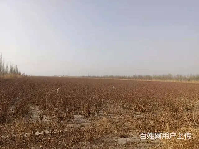 B个人一阿瓦提三分场梨园出售 - 图片 2