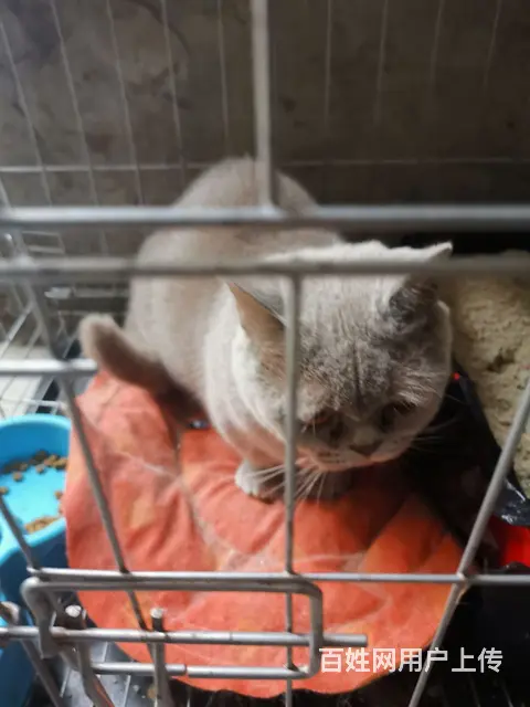 自家爱猫，忍痛割爱， - 图片 3