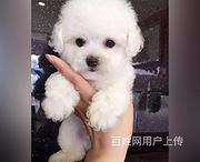 锦州买一只比熊需要多少钱，比熊犬舍地址