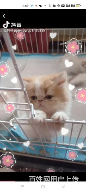 加菲猫特价 - 图片 2