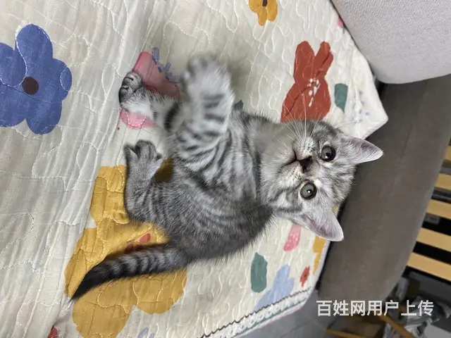 虎斑小崽 - 图片 1