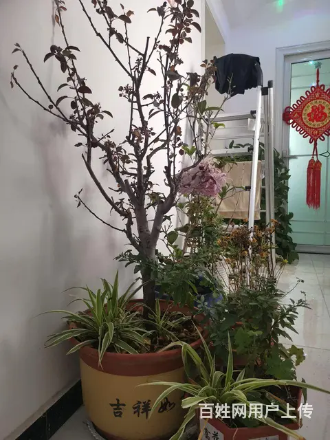 转让自养的花卉 - 图片 6