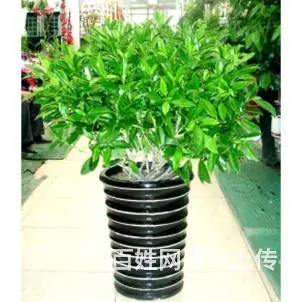 昆山花卉租赁 - 图片 2