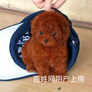 茶杯犬极品泰迪 茶杯玩具迷你等体型 颜色多选包健康 - 图片 1
