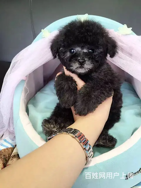 玩具体泰迪,纯种泰迪幼犬,大毛量好脸型 保证健康纯 - 图片 5